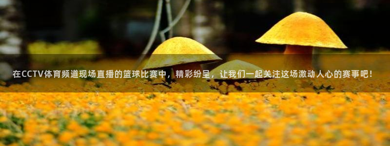 360直播足球直播雨燕：在CCTV体育频道现场直播的篮球比赛中，精彩纷呈，让我们一起关注这场激动人心的赛事吧！