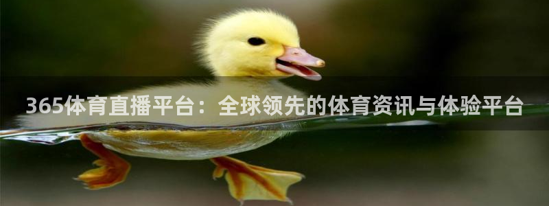 360体育在线雨燕直播